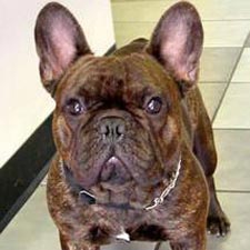 BULDOG FRANCEZ
